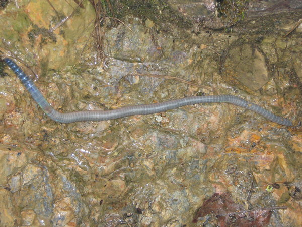 Kinabalu giant earthworm (Pheretima darnleiensis)