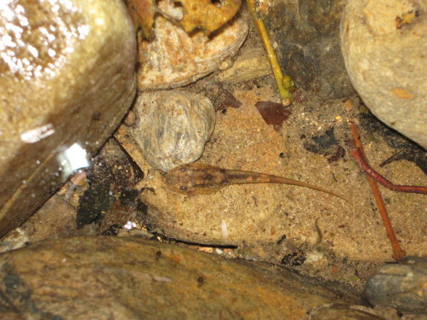 tadpole in mountain stream