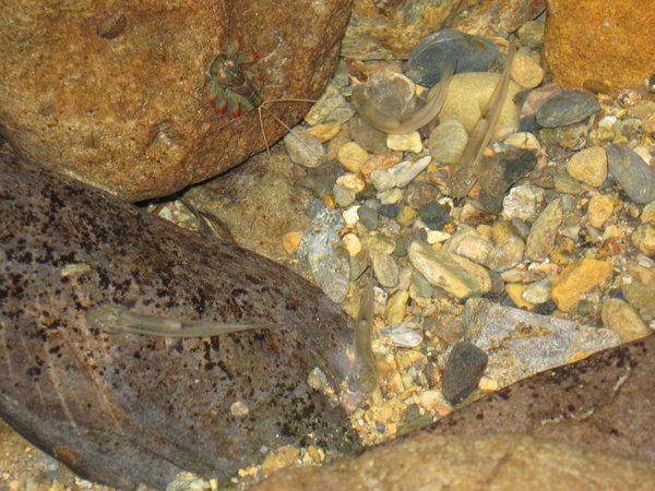 hillstream loaches and a dragonfly nymph