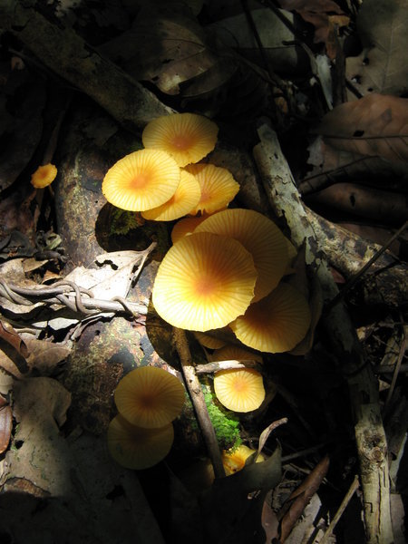 fungus in the forest