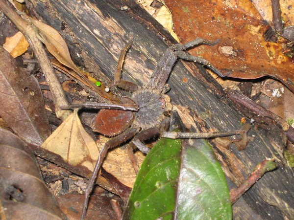 ground spider