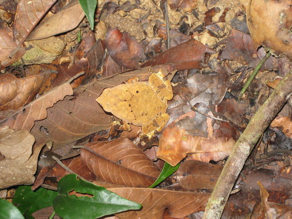 rufous-sided sticky frog (Kalophrynus pleurostigma), pretending to be a dead leaf