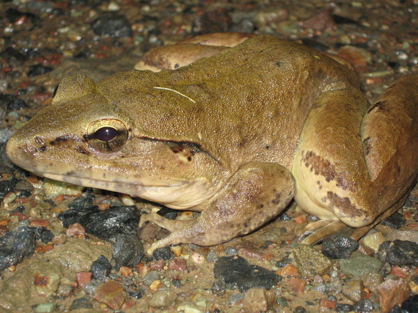 giant river frog (Limnonectes leporinus), a little too large to be a leaf!
