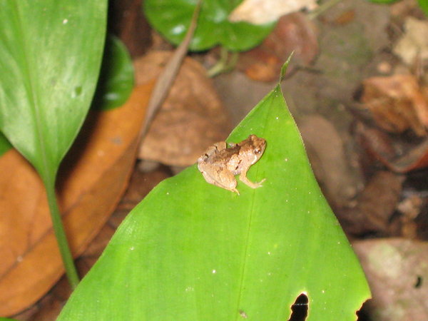 Microhyla froglet (not sure which species)