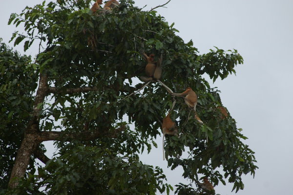 more proboscis monkeys