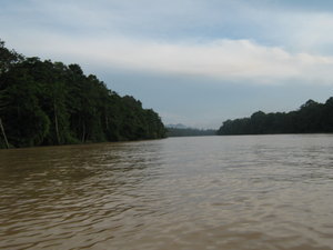 the Kinabatangan River