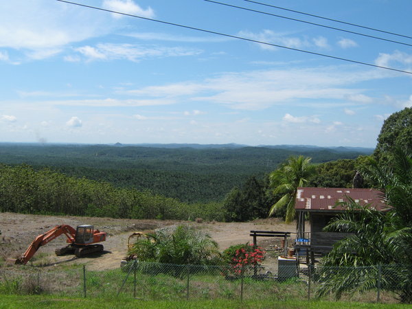 Sime Darby oil palm plantation, going all the way to the horizon