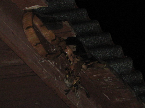 adult dog-toothed cat snake eating a bird in the roof of the Sepilok B&B