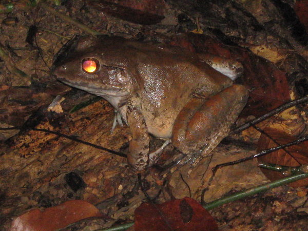 greater swamp frog (Limnonectes ingeri) at Sepilok