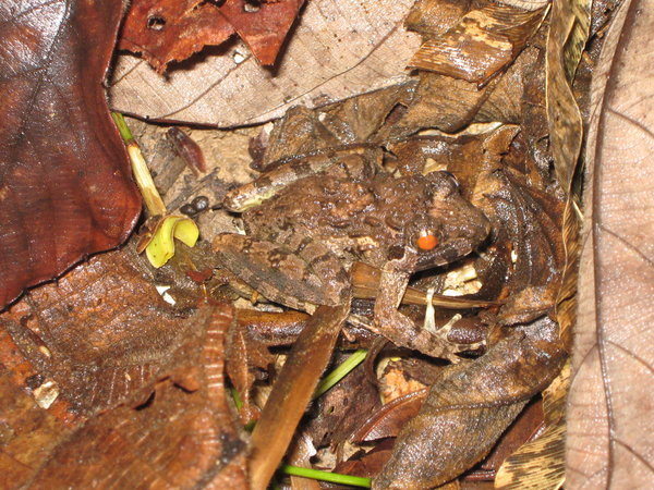 rough guardian frog (Limnonectes finchi) at the RDC