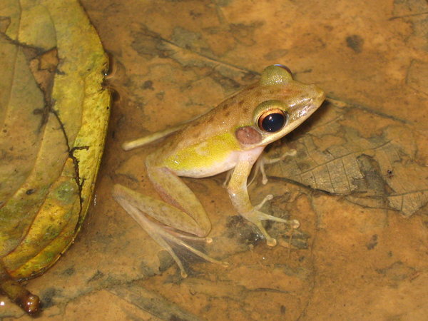 white-lipped frog (Rana chalconota: syn. Hylarana raniceps) at the RDC
