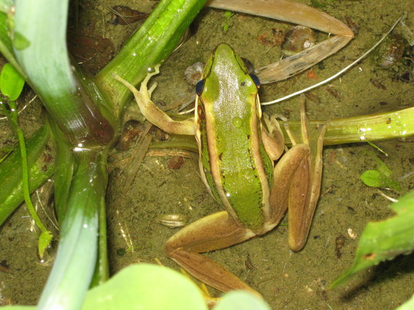 green paddy frog (Rana erythraea) at the RDC