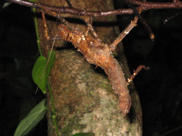 spiny stick insect at the RDC