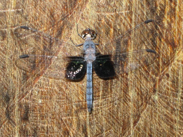 dragonfly at the RDC