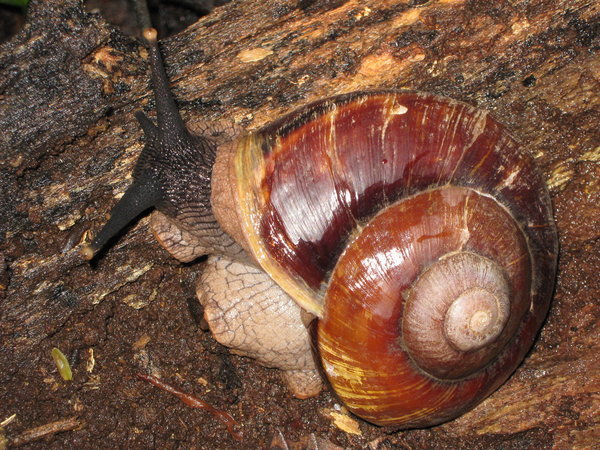 giant snail at Sepilok