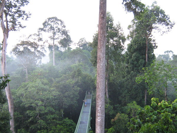 the canopy walkway at the RDC