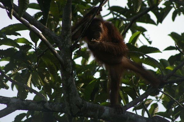 orangutan (Pongo pygmaeus), photographed from the RDC canopy walkway
