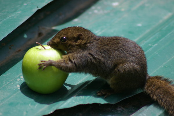 "My apple!!"