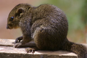 Bornean mountain ground squirrel (Dremomys everetti)