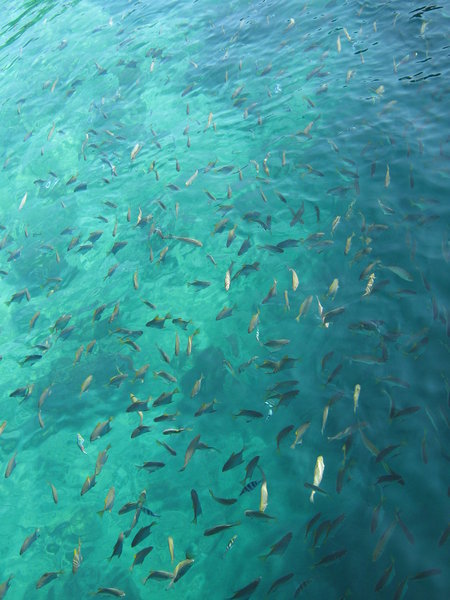 fish at Pulau Manukan