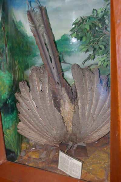 great argus pheasant (Argusianus argus) at the Bogor Museum
