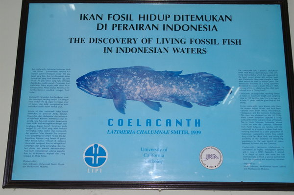the closest I got to seeing an Indonesian coelacanth