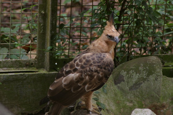 Javan hawk-eagle (Spizaetus bartelsi)