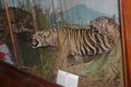 Javan tigers (Panthera tigris sondaica), now extinct