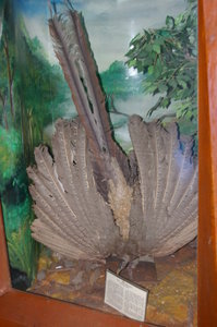 great argus pheasant (Argusianus argus) at the Bogor Museum