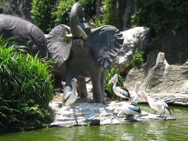 pelicans and a rabid elephant statue!
