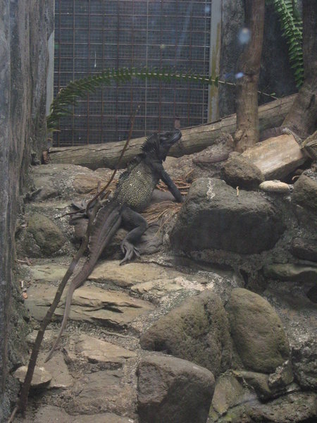 sailfin lizard (Hydrosaurus amboinensis) at the Ragunan Zoo