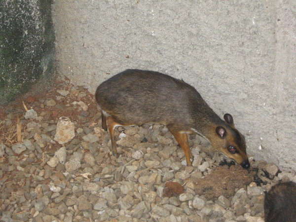 Javan mouse deer (Tragulus javanicus) at Taman Mini