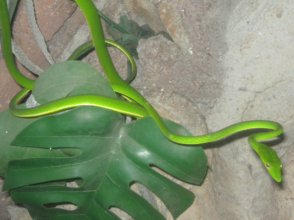 green vine snake (Ahaetulla prasinus) at the Taman Mini reptile park
