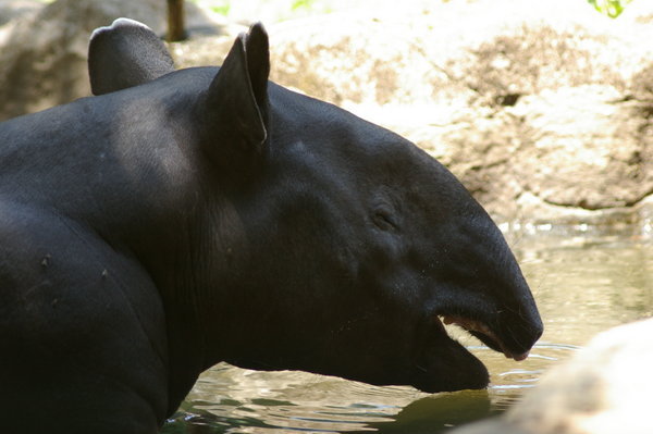Malayan tapir (Tapirus indicus), not the most attractive beast in close-up