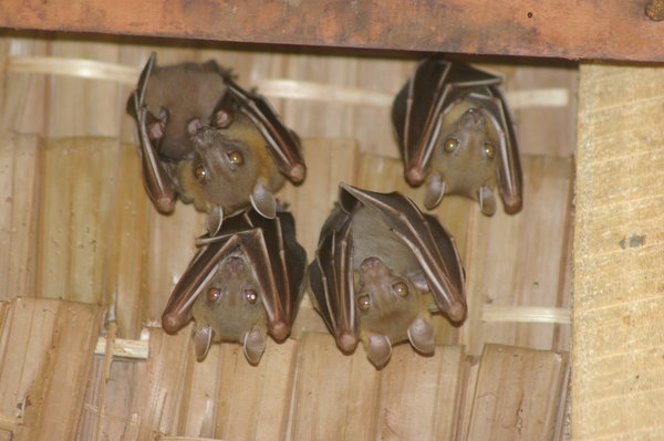 lesser short-nosed fruit bats (Cynopterus brachyotis)