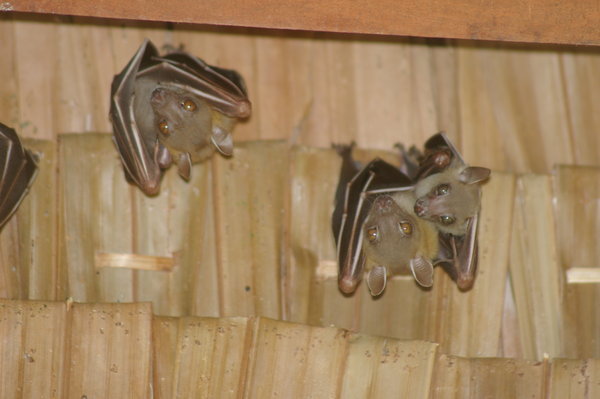 and more bats, one with a baby!! How cute is that?