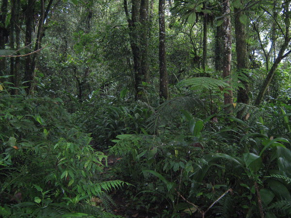 the forest on Mt. Kerinci