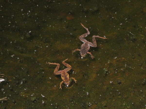 unidentified frogs
