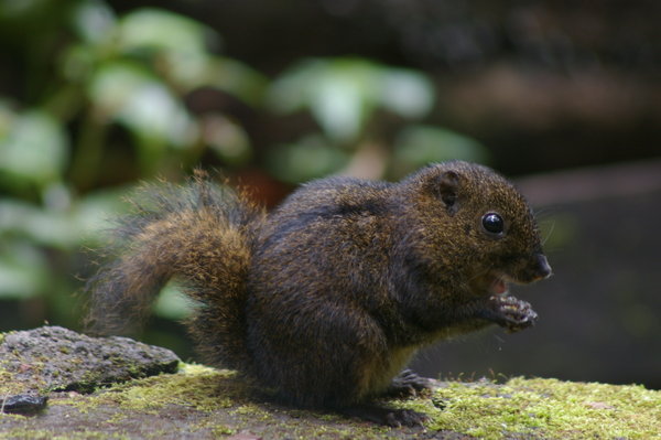 Niobe ground squirrel (Lariscus niobe)