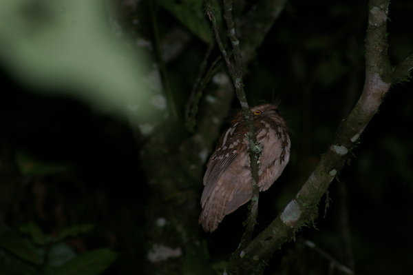 the short-tailed frogmouth (Batrachostomus poliolophus)