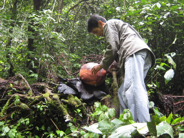 the Rafflesia arnoldi bud, with guide Joni