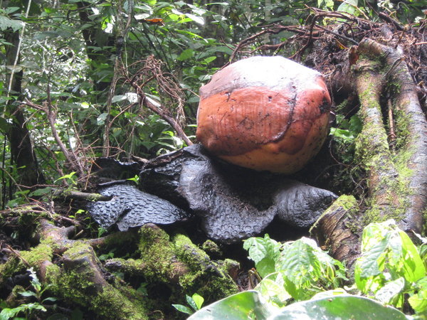 the Rafflesia bud, with the black rotted petals of the last flower