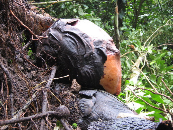 the Rafflesia bud from behind, showing the vine root it grows from