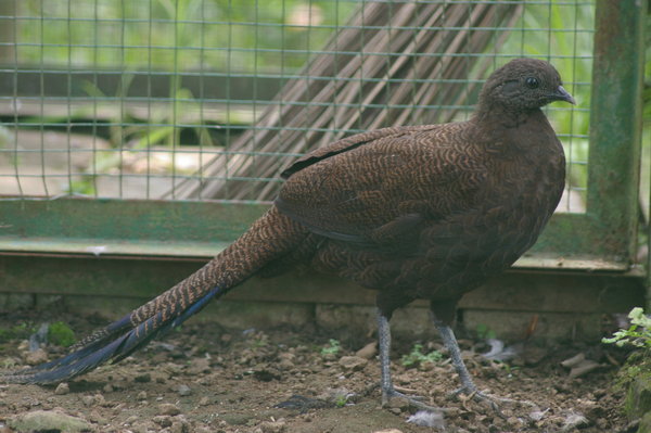Sumatran peacock-pheasant (Polyplectron chalcurum)