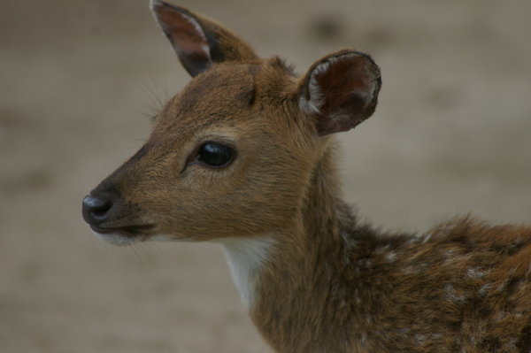 baby chital (Axis axis)