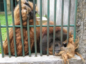 the sad giant orangutan