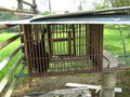 the siamang cage