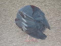 Is it a ball? Is it a feather duster? No its a crowned pigeon!!
