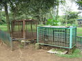 macaque cages