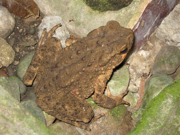 unknown toad, one of the great mysteries of planet Earth